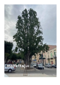 TORNIAMO SULLA GESTIONE DEL VERDE A MOLFETTA. LE POTATURE MOLTO DISCUTIBILI DISTRUGGONO IL VERDE