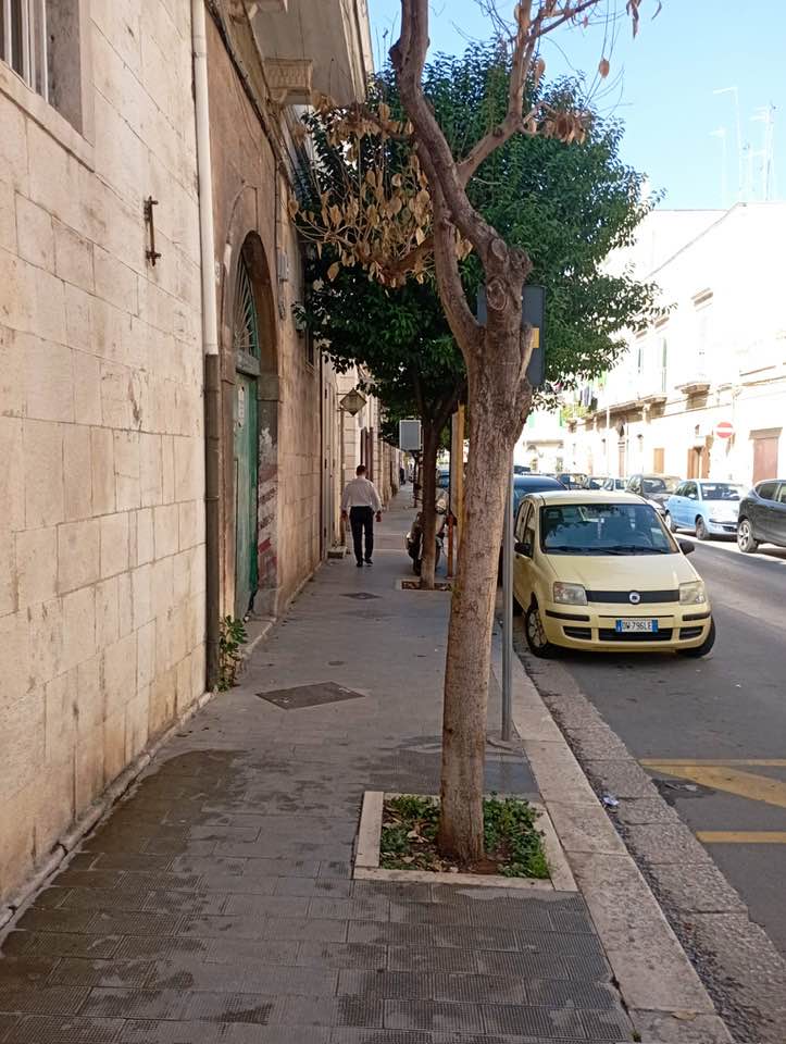 L'ALBERO DELLA VITA CHE SONO RIUSCITI A FAR SECCARE SU VIA MADONNA DEI MARTIRI