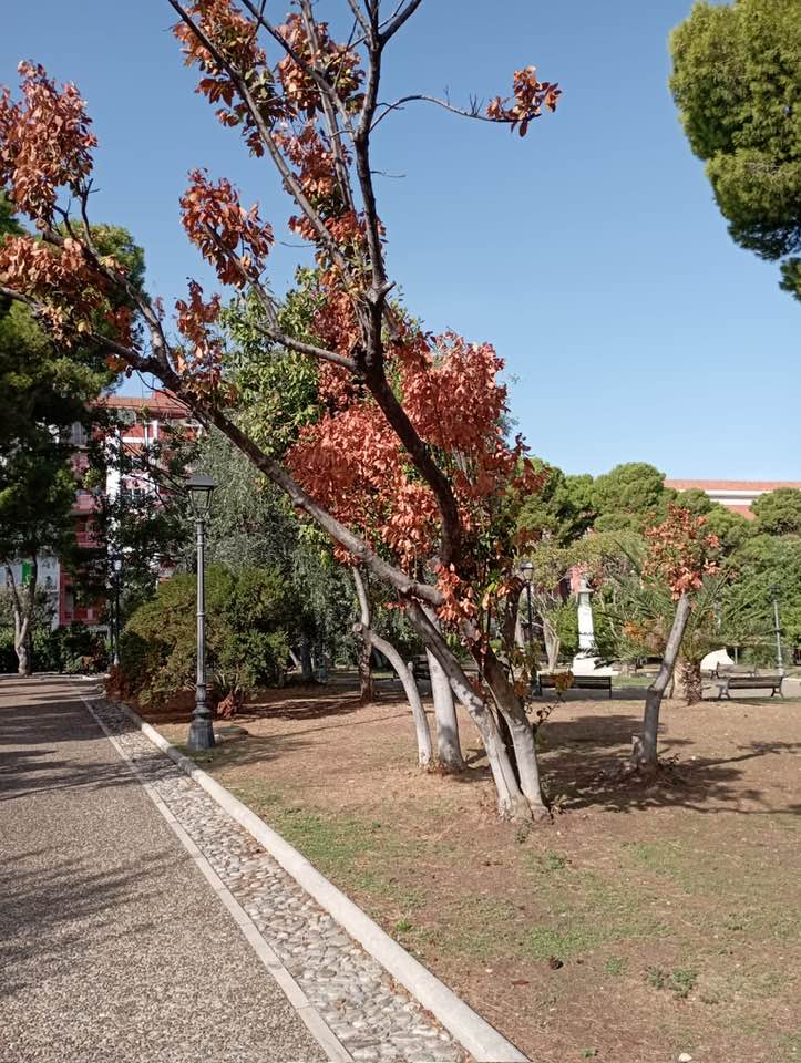 ALBERI SECCHI, CESPUGLI PROSSIMI A SECCARE: COSI SI PRESENTA LA VILLA COMUNALE DI MOLFETTA