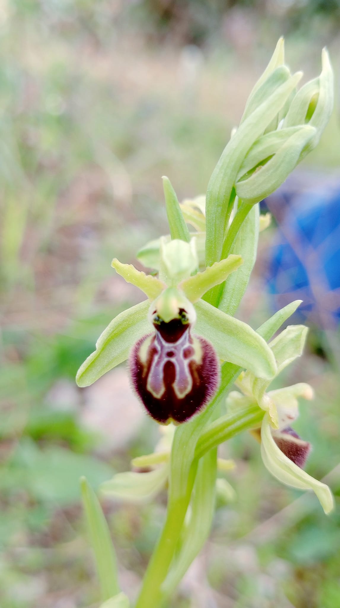 AVVIATO IL CENSIMENTO DELLE ORCHIDEE DEL PARCO NATURALE DI LAMA MARTINA