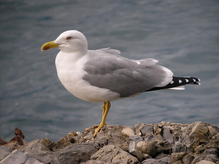 IL GABBIANO REALE HA NIDIFICATO A MOLFETTA