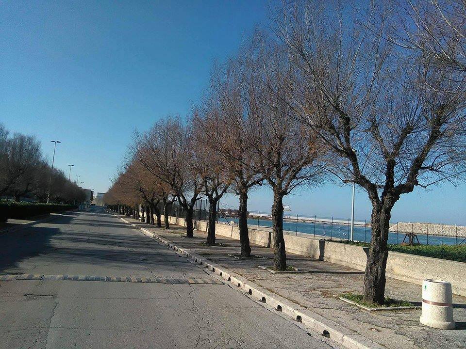 SOS MANUTENZIONE DEL VERDE AL VIALE DEI CROCIATI AL RIONE MADONNA DEI MARTIRI