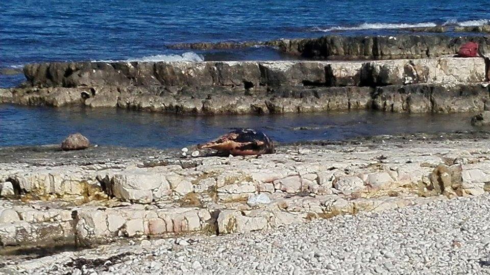 DELFINO SPIAGGIATO RIPOSA ANCORA SUGLI SCOGLI DELLA PRIMA CALA A MOLFETTA