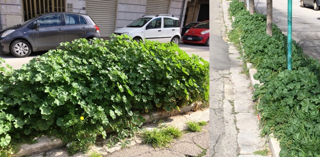 IL VERDE ABBONDA... SULLE STRADE DEL CENTRO CITTADINO