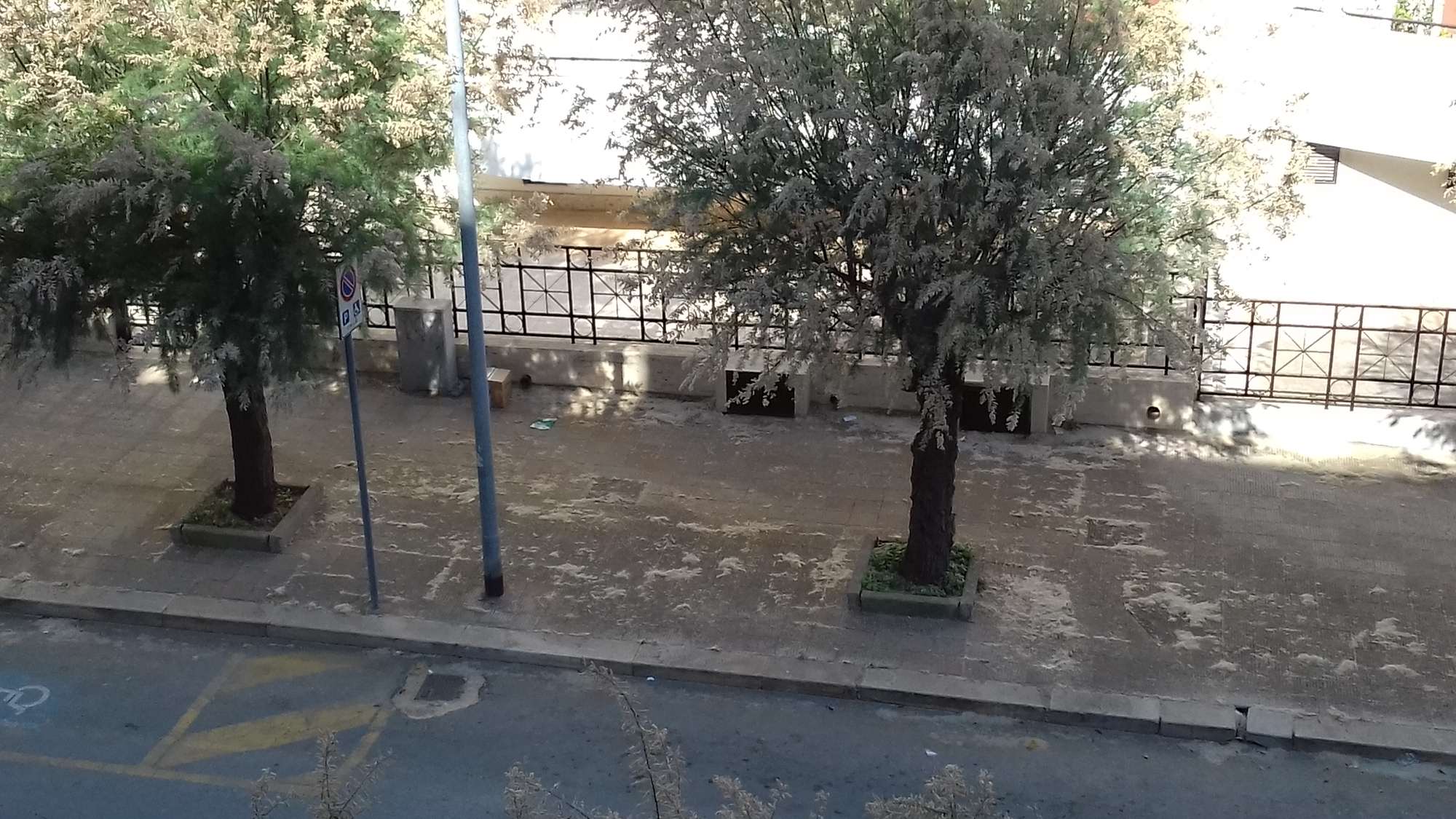 ANCORA STORIE DI ORDINARIO VERDE INCOLTO A MOLFETTA: VIA PIO LA TORRE, ZONA 167!!!