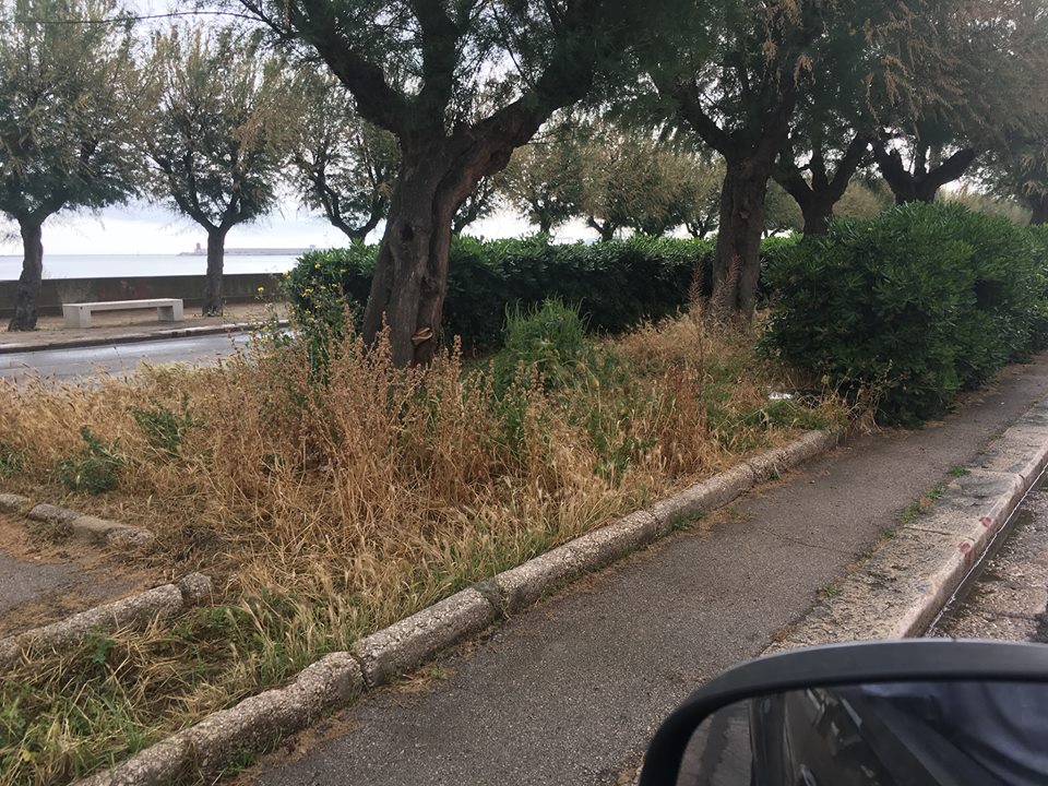 ERBA ALTA E PALME SECCHE: DEGRADO AL WATERFRONT