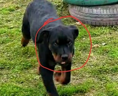 LAPPELLO DI UN CITTADINO PROPRIETARIO DI UN CUCCIOLO ROTTWEILER SCOMPARSO DA UNA CAMPAGNA IN CONTRADA ROSMARINO