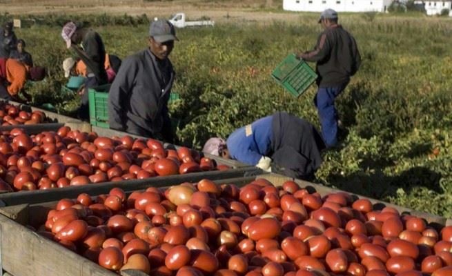 SI STA DISCUTENDO DI UNA SANATORIA PER REGOLARIZZARE GLI IMMIGRATI E GLI IRREGOLARI PER FARLI LAVORARE NEI CAMPI