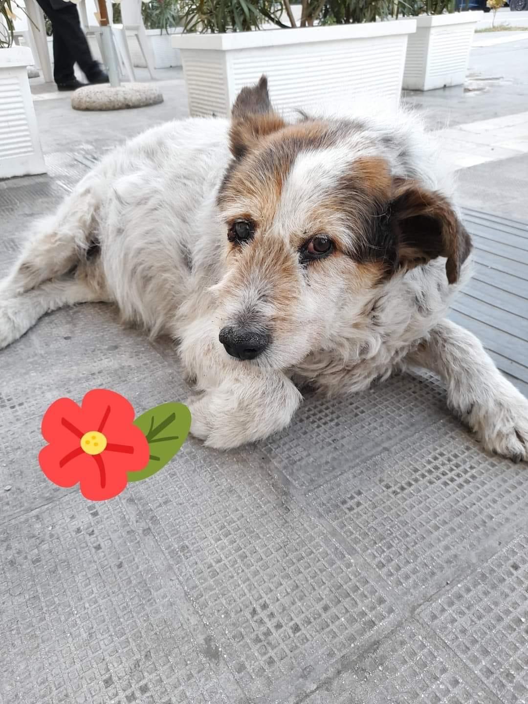 UNA PIETRA DA INCIAMPO ALLINTERNO DELLAREA A VERDE DELLA FONTANA DI PIAZZA ALDO MORO PER RICORDARE IL CANE RUFUS