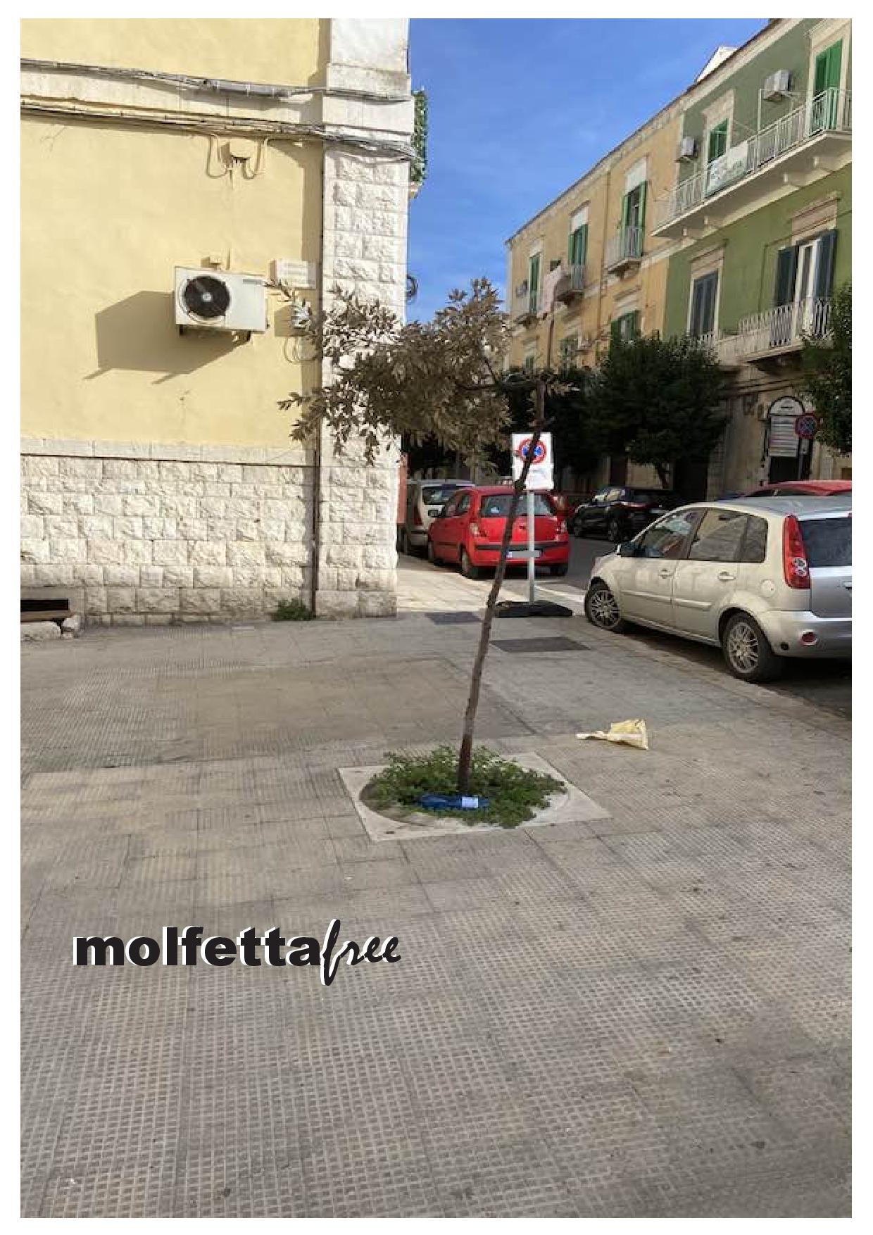 ANCORA UN SECONDO ALBERO SECCO SU VIA MADONNA DEI MARTIRI. MA QUALE POLITICA DEL VERDE?