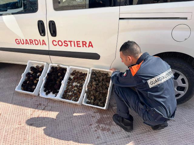 NUOVA OPERAZIONE DELLA GUARDIA COSTIERA DI MOLFETTA. SEQUESTRATI 300 RICCI E 5 CHILOGRAMMI DI TARATUFFI