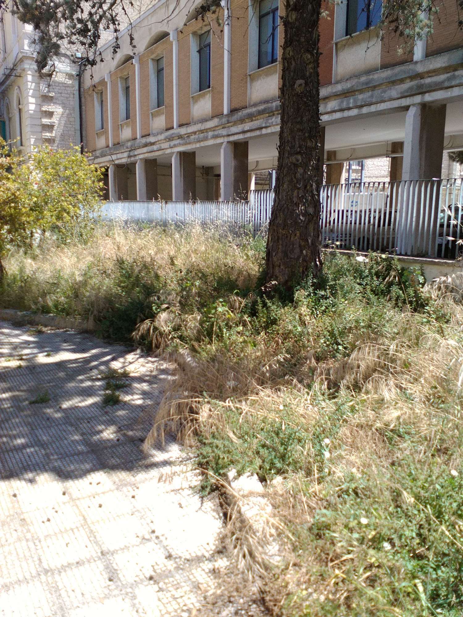 ENTRO IL 15 GIUGNO I PROPRIETARI DI FONDI RUSTICI E TERRENI NELLE CAMPAGNE MOLFETTESI, DOVRANNO RIMUOVERE LERBA SECCA E LE STERPAGLIE 